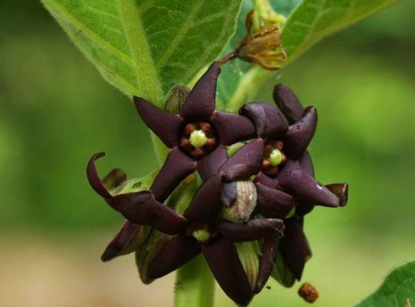 2% Cynanchum Atratum Extract Complex