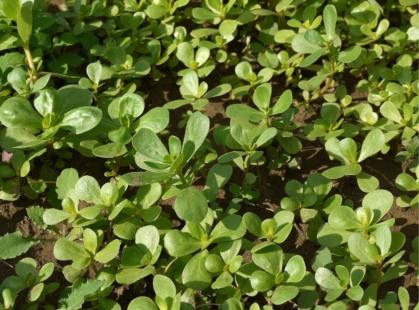 40% Purslane Extract