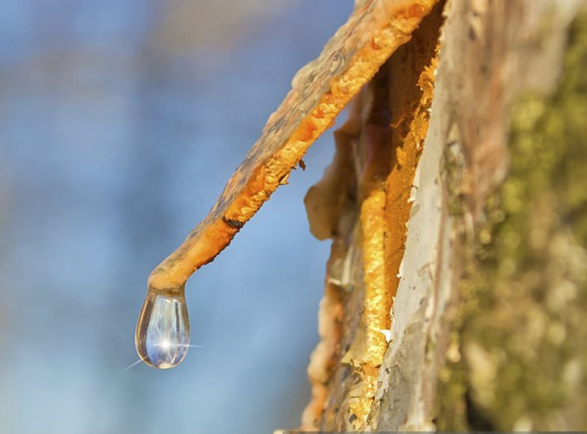 60% Birch Sap Juice
