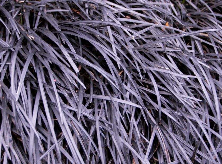 Dwarf Lilyturf Extract