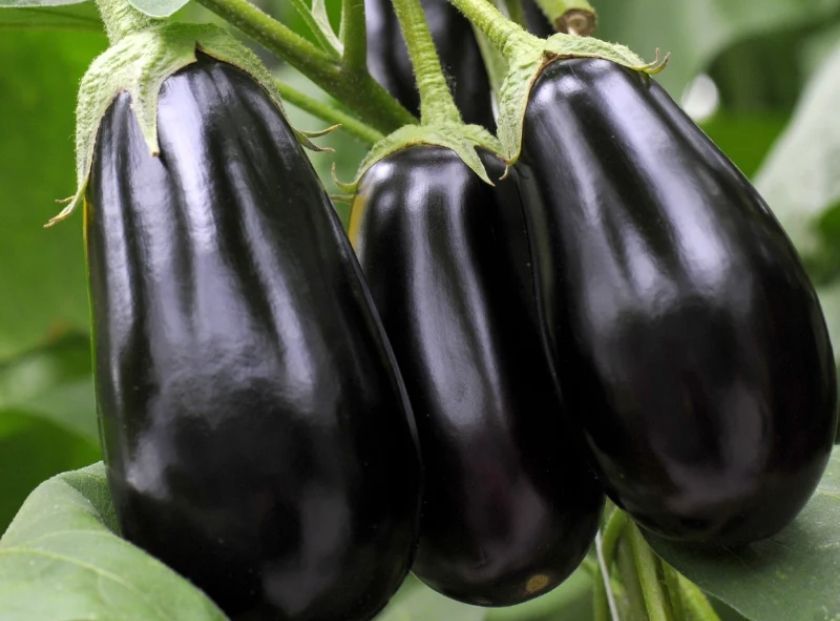 Eggplant Fruit Extract