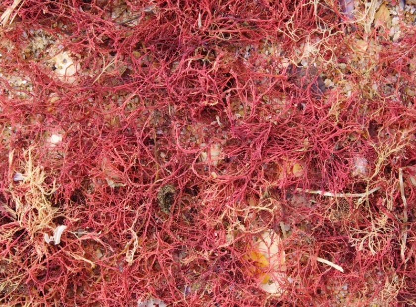 Irish Moss Extract