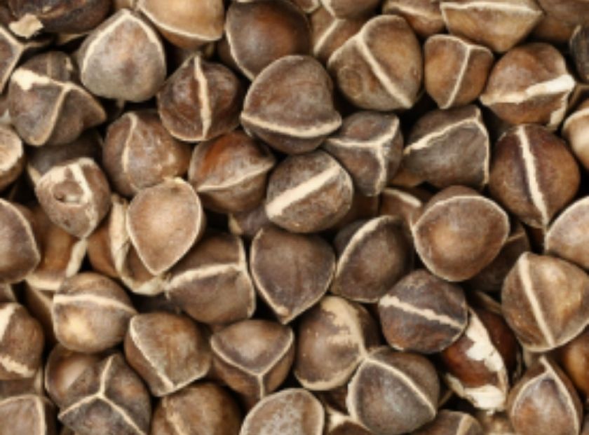 Moringa Seed Oil