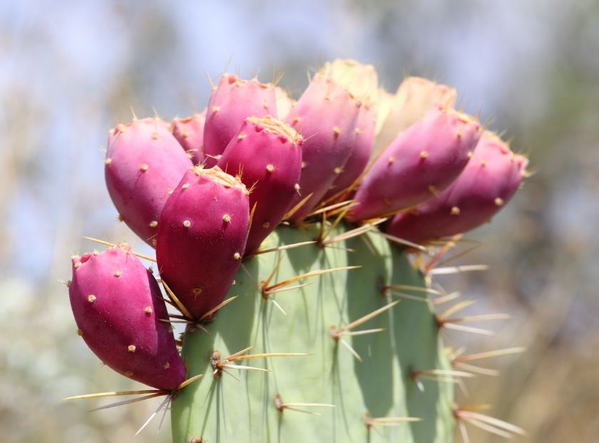 Prickly Pear Extract