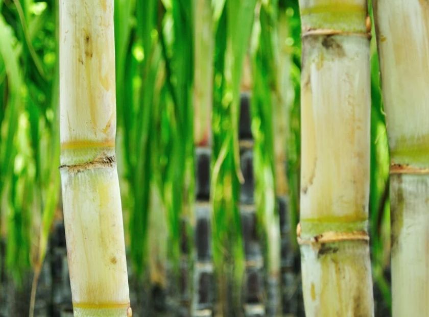 Sugarcane Extract