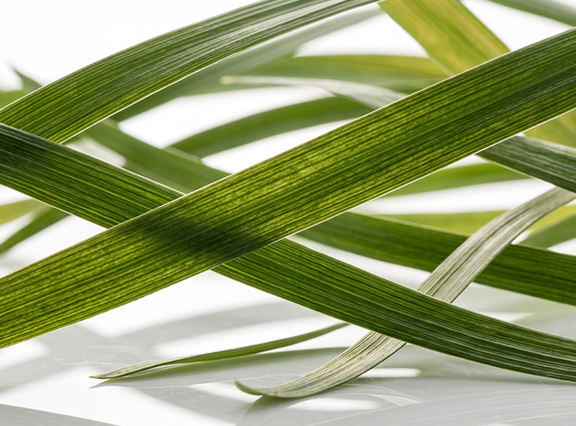 Mondo Grass Extract Complex