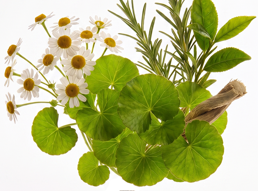 Phytoactive Blend